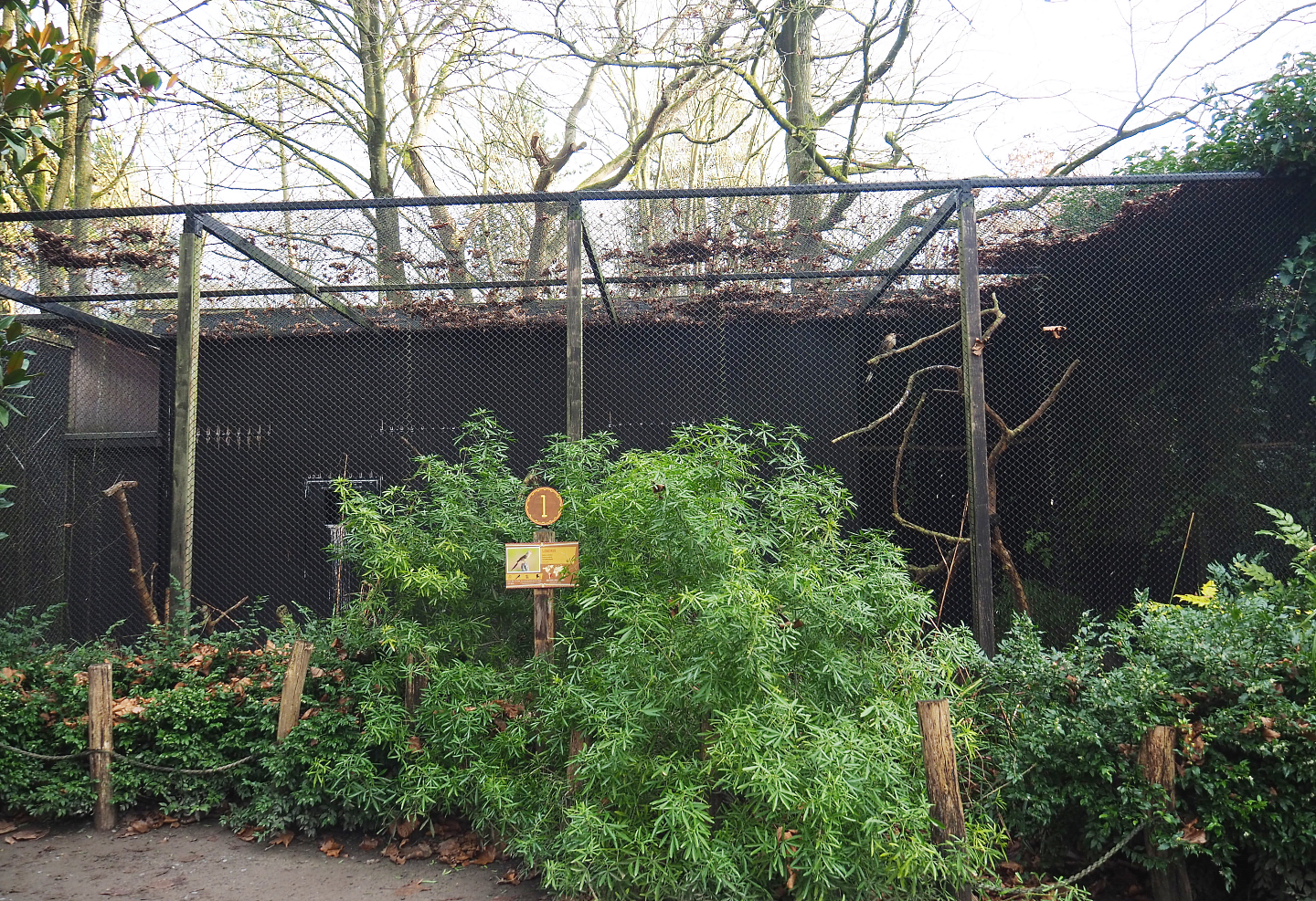 Guira cuckoo and Blue-headed macaw aviary, 2022-01-02
