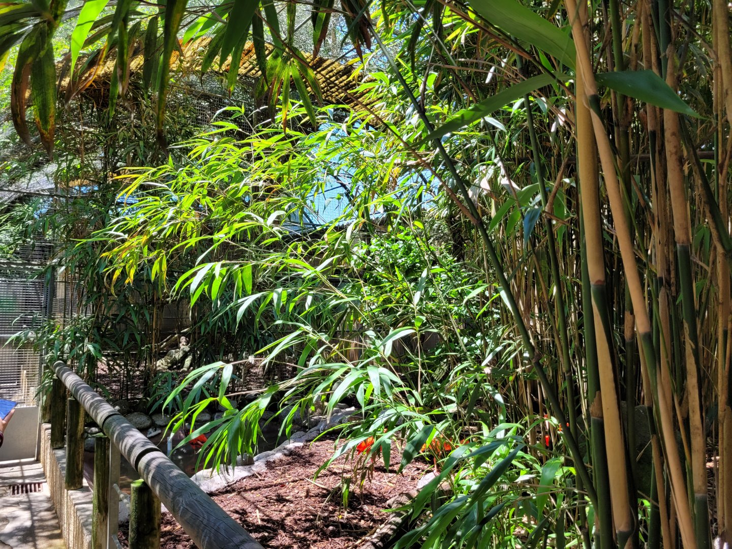 Guira cuckoo and Scarlet ibis exhibit -Zoo d'Asson (2022)