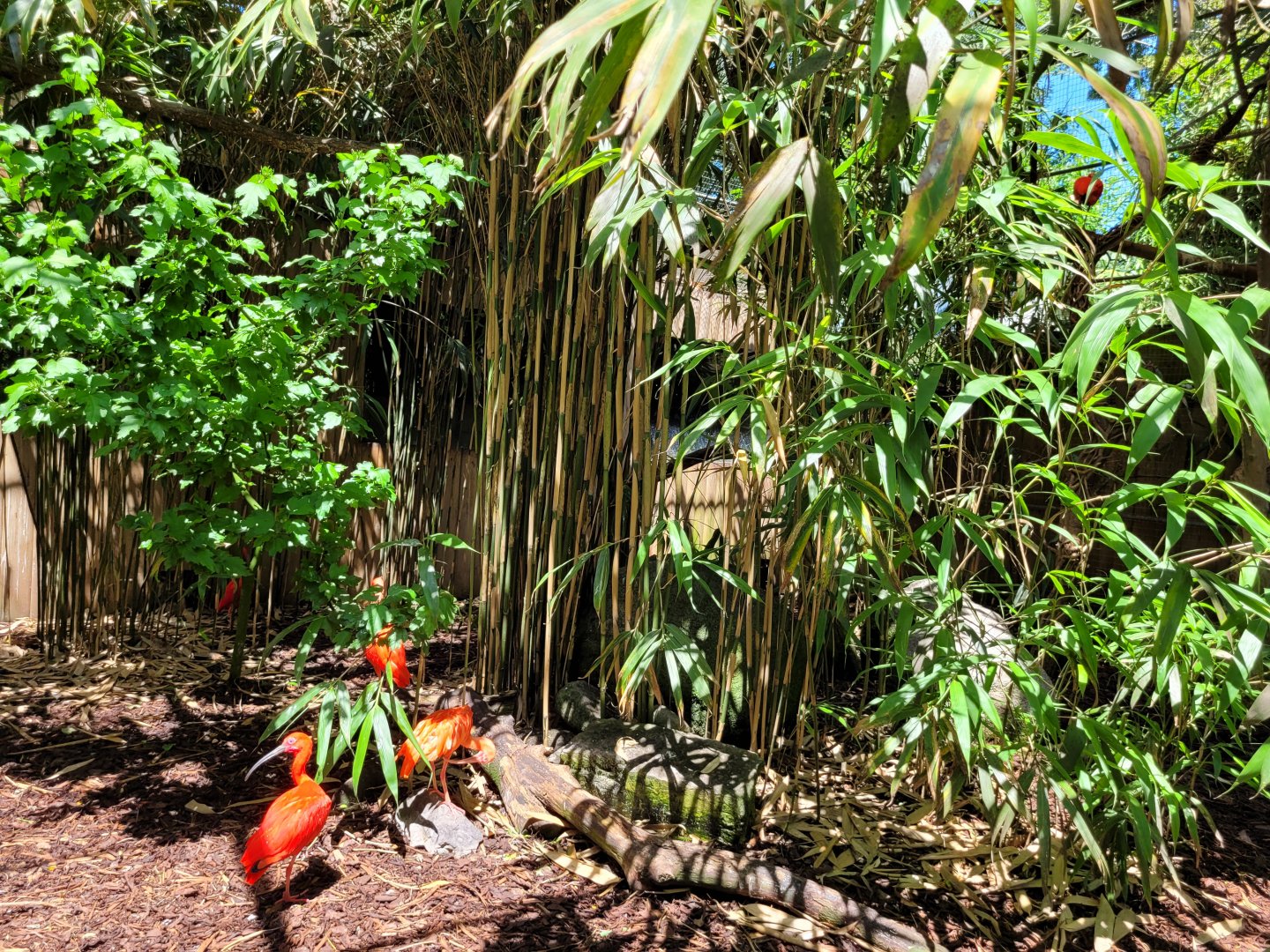 Guira cuckoo and Scarlet ibis exhibit -Zoo d'Asson (2022)