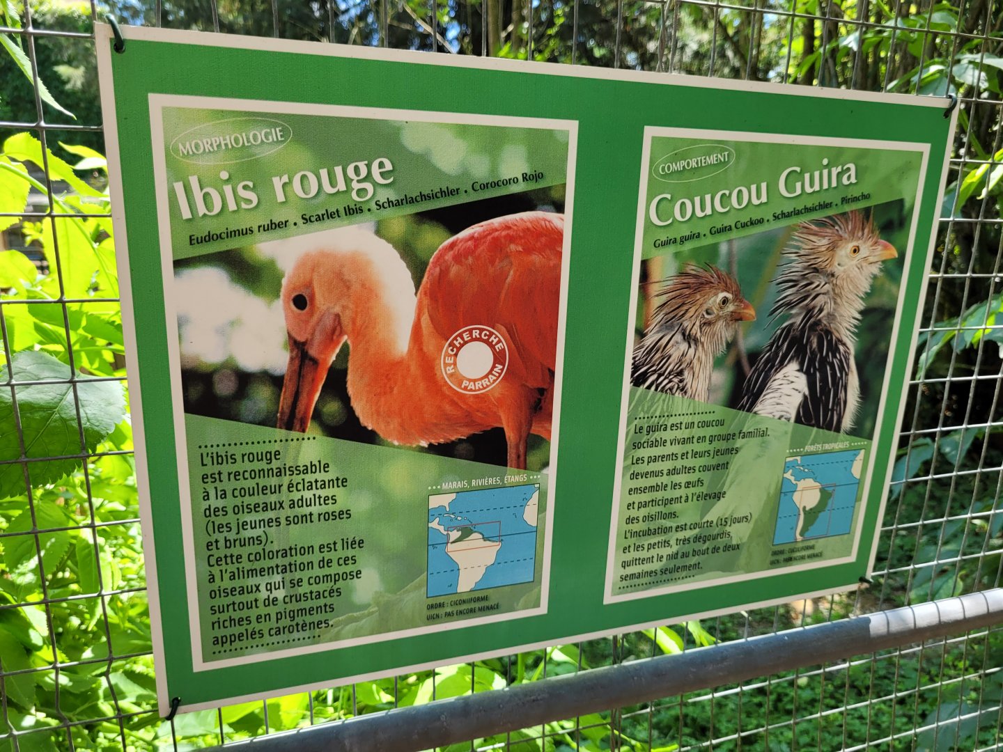 Guira cuckoo and Scarlet ibis signs -Zoo d'Asson (2022)