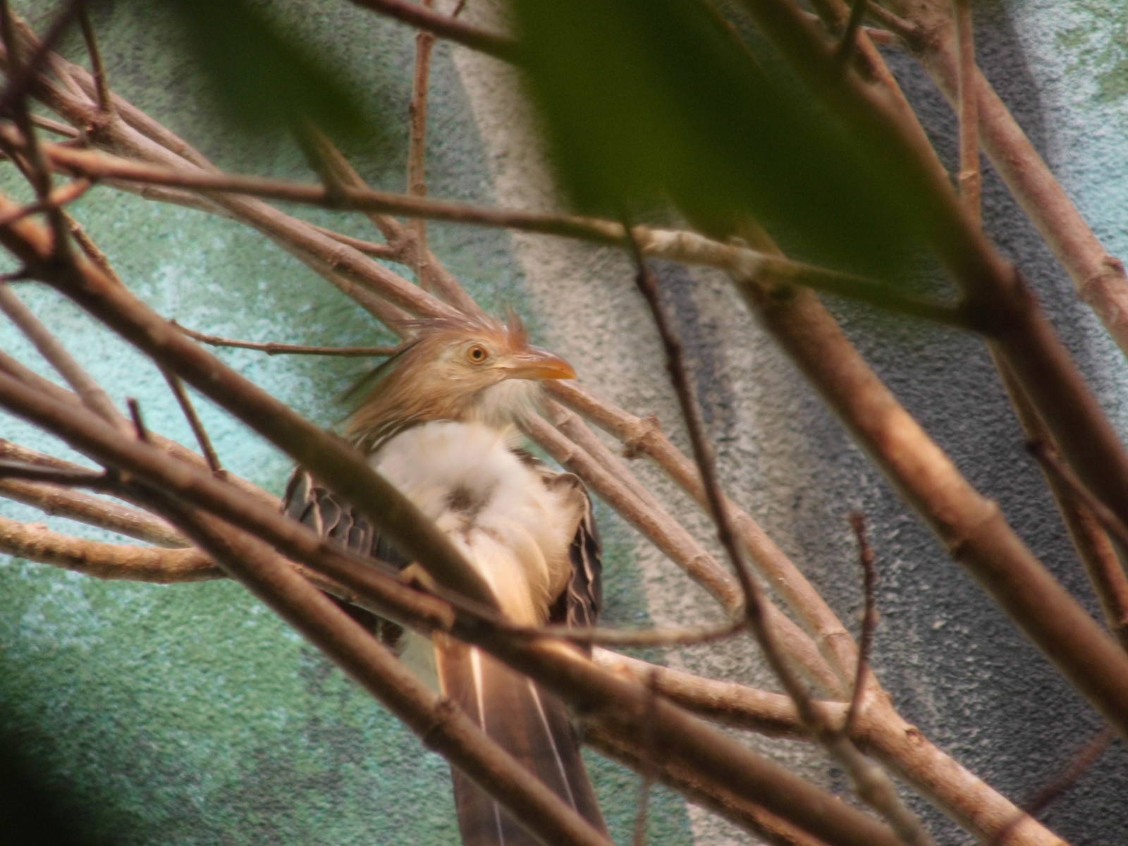 Guira cuckoo at Philadelphia zoo 2015-03-08