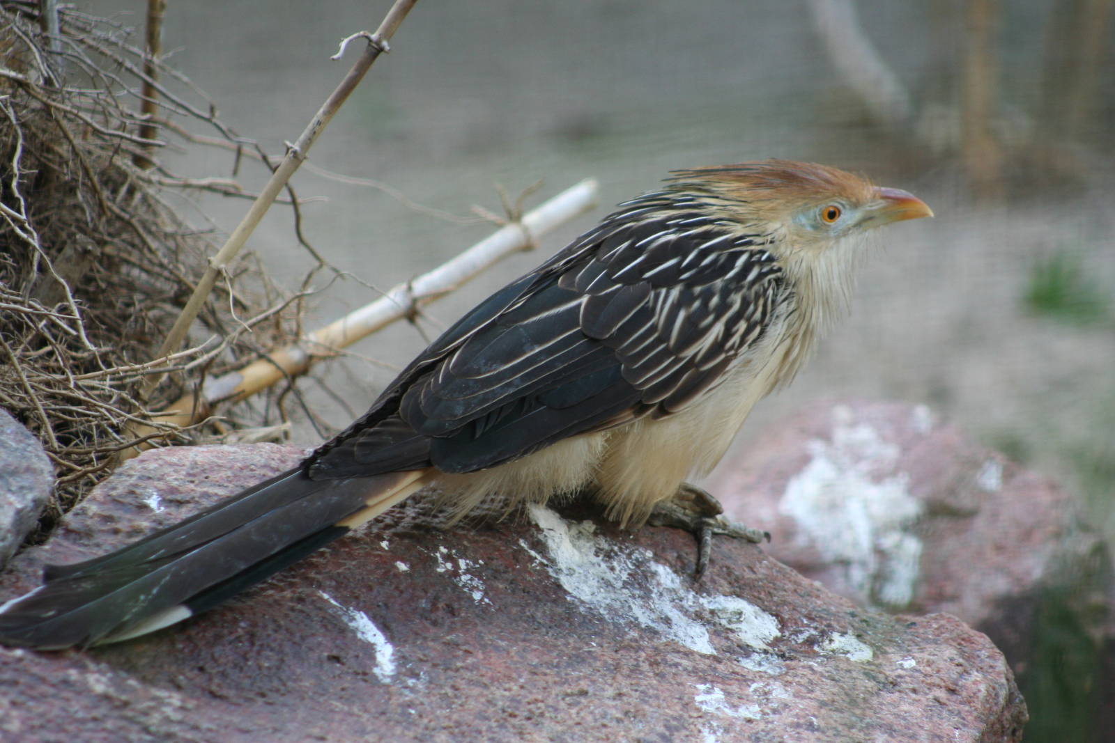 Guira Cuckoo @ Berlin Zoo; 05.09.2007