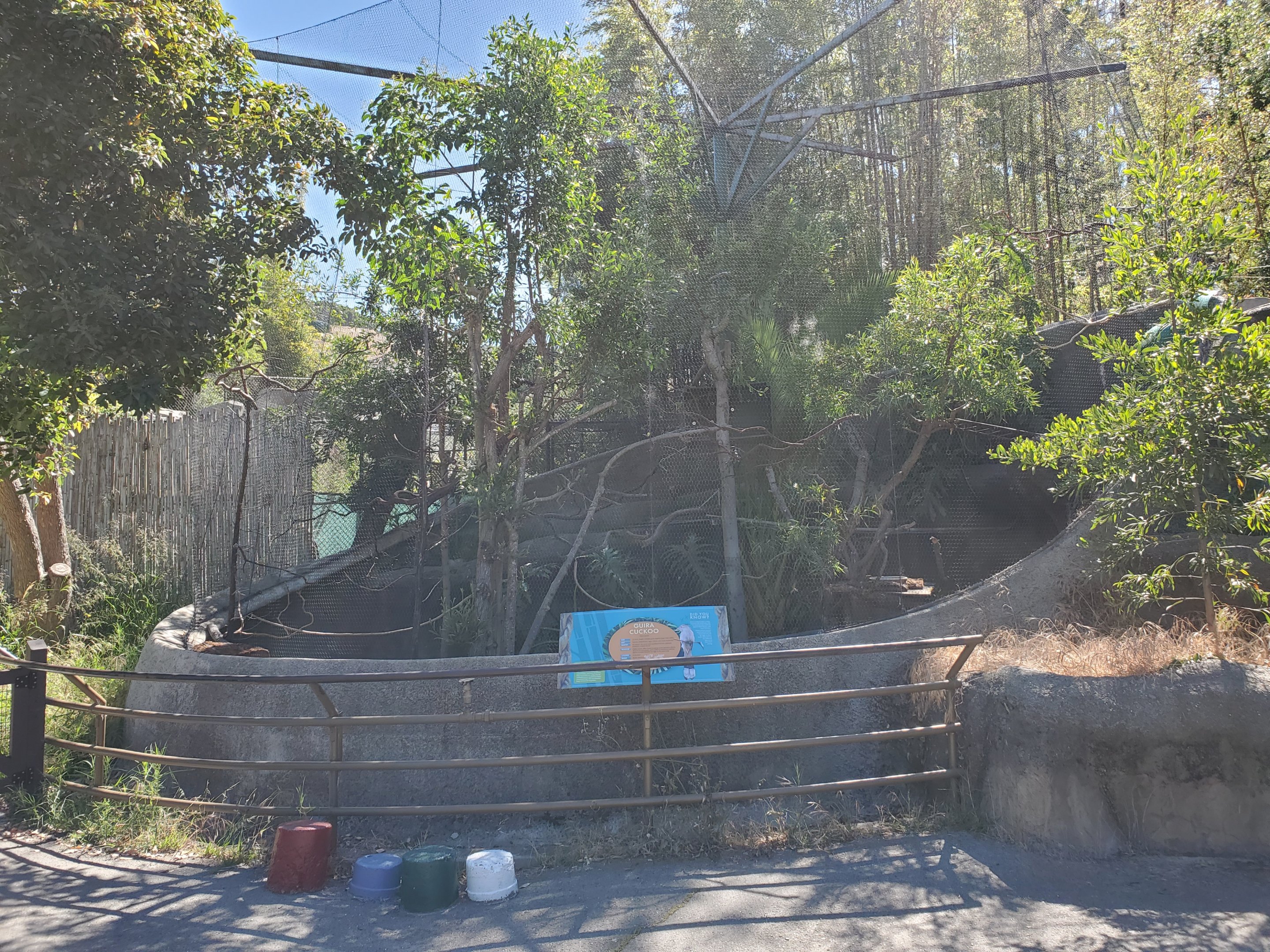 Guira Cuckoo exhibit - 10 Jun 2022