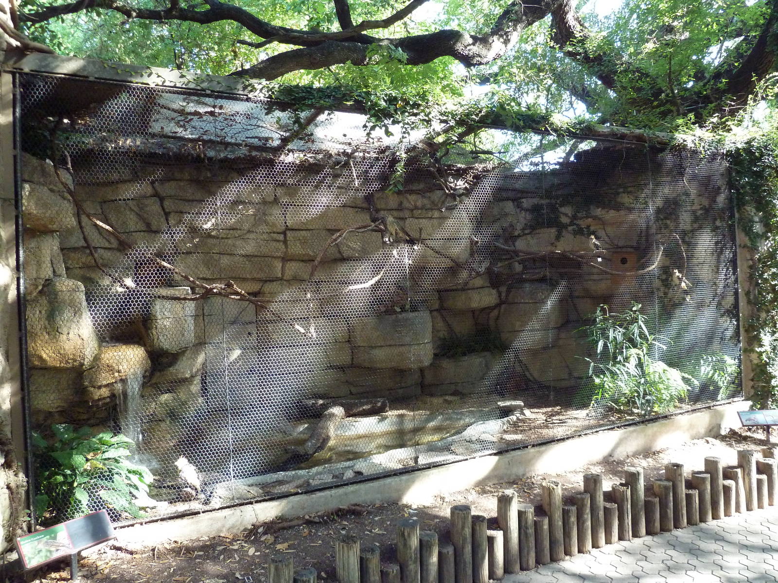 Guira Cuckoo Exhibit