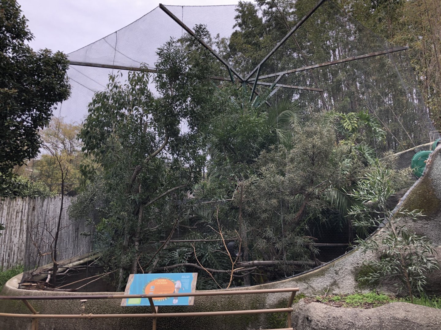 Guira cuckoo exhibit