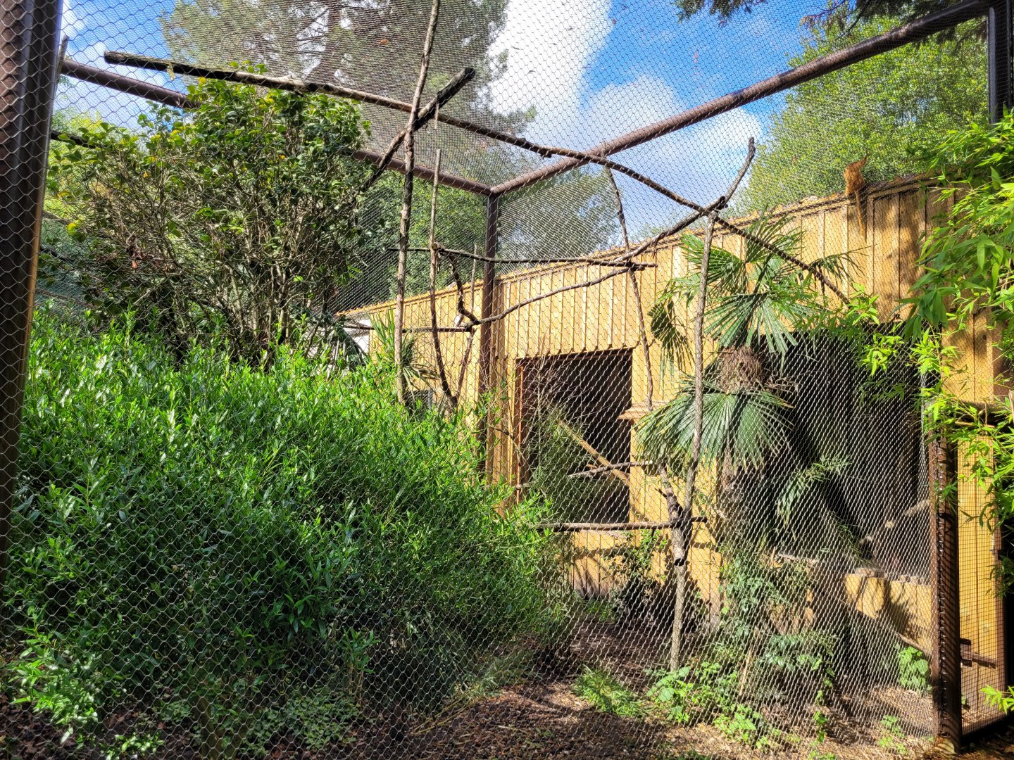 Guira cuckoo, Golden lion tamarin, Common marmoset and Azara's agouti exhibit -Zoo du bassin d'Arcachon (2024)