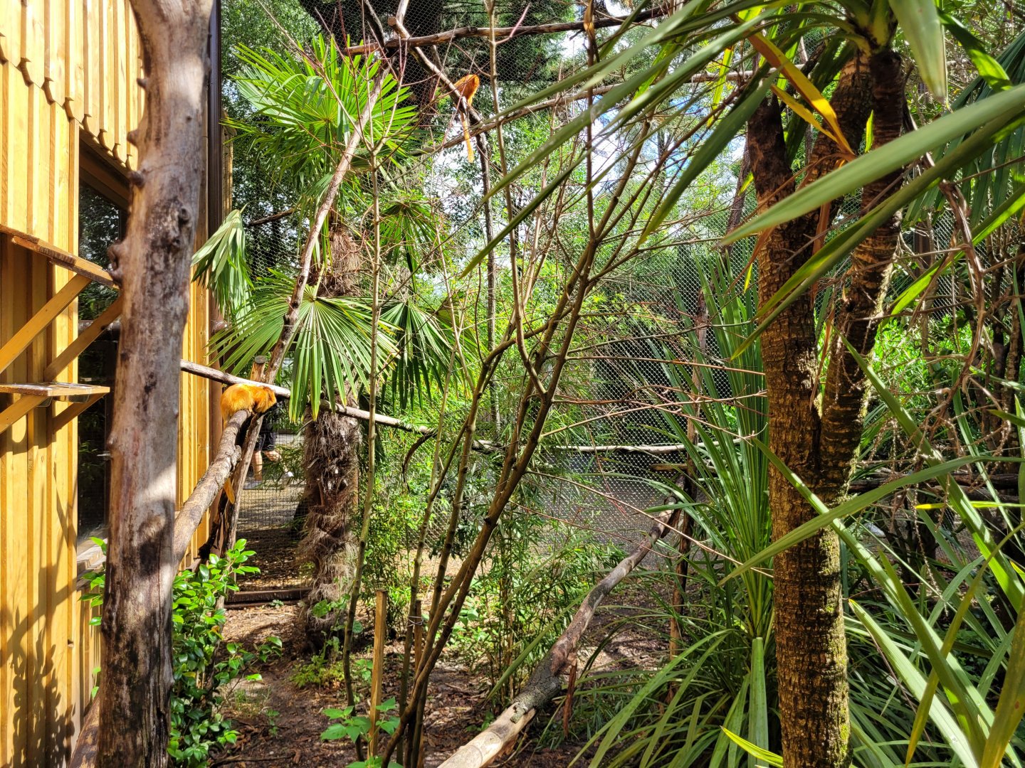 Guira cuckoo, Golden lion tamarin, Common marmoset and Azara's agouti exhibit -Zoo du bassin d'Arcachon (2024)