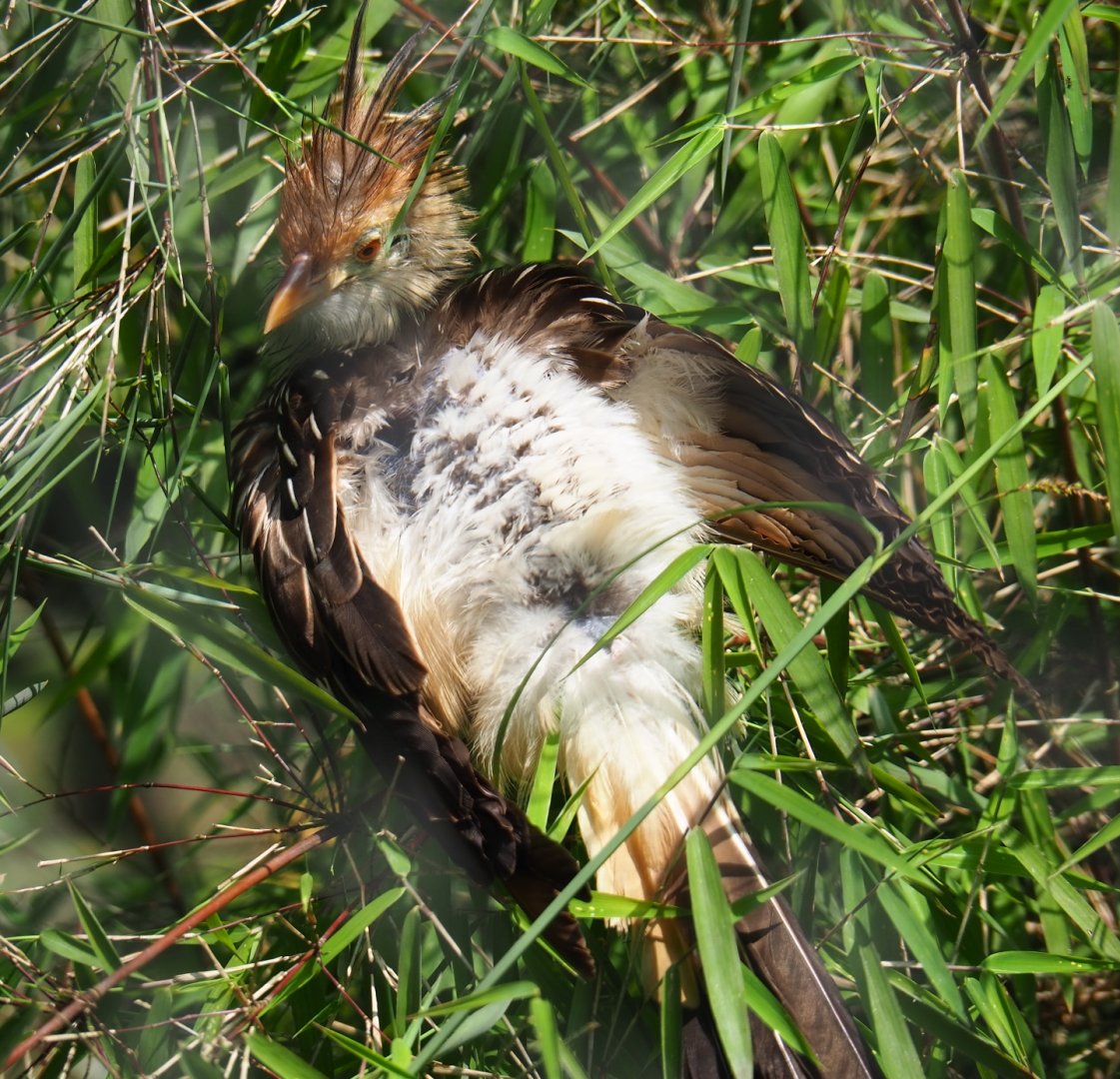 Guira cuckoo (Guira guira), 2019-06-26