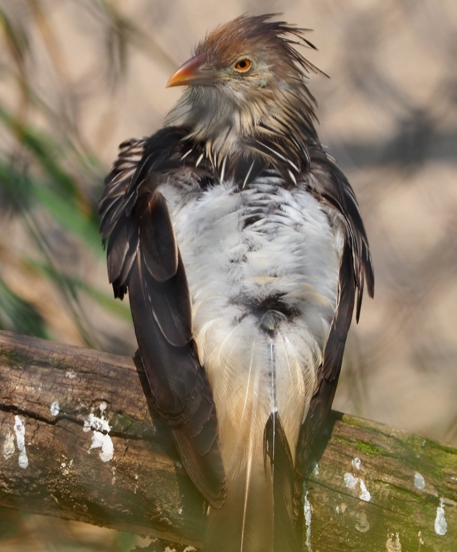 Guira cuckoo (Guira guira), 2021-04-20