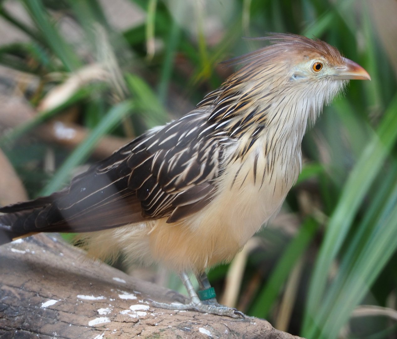 Guira cuckoo (Guira guira), 2021-04-20