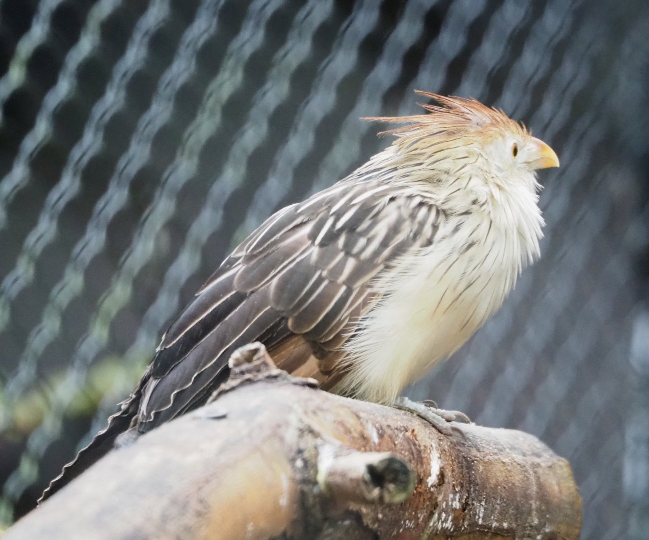 Guira cuckoo (Guira guira), 2021-11-06