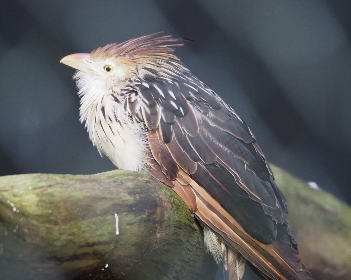 Guira cuckoo (Guira guira), 2021-11-23