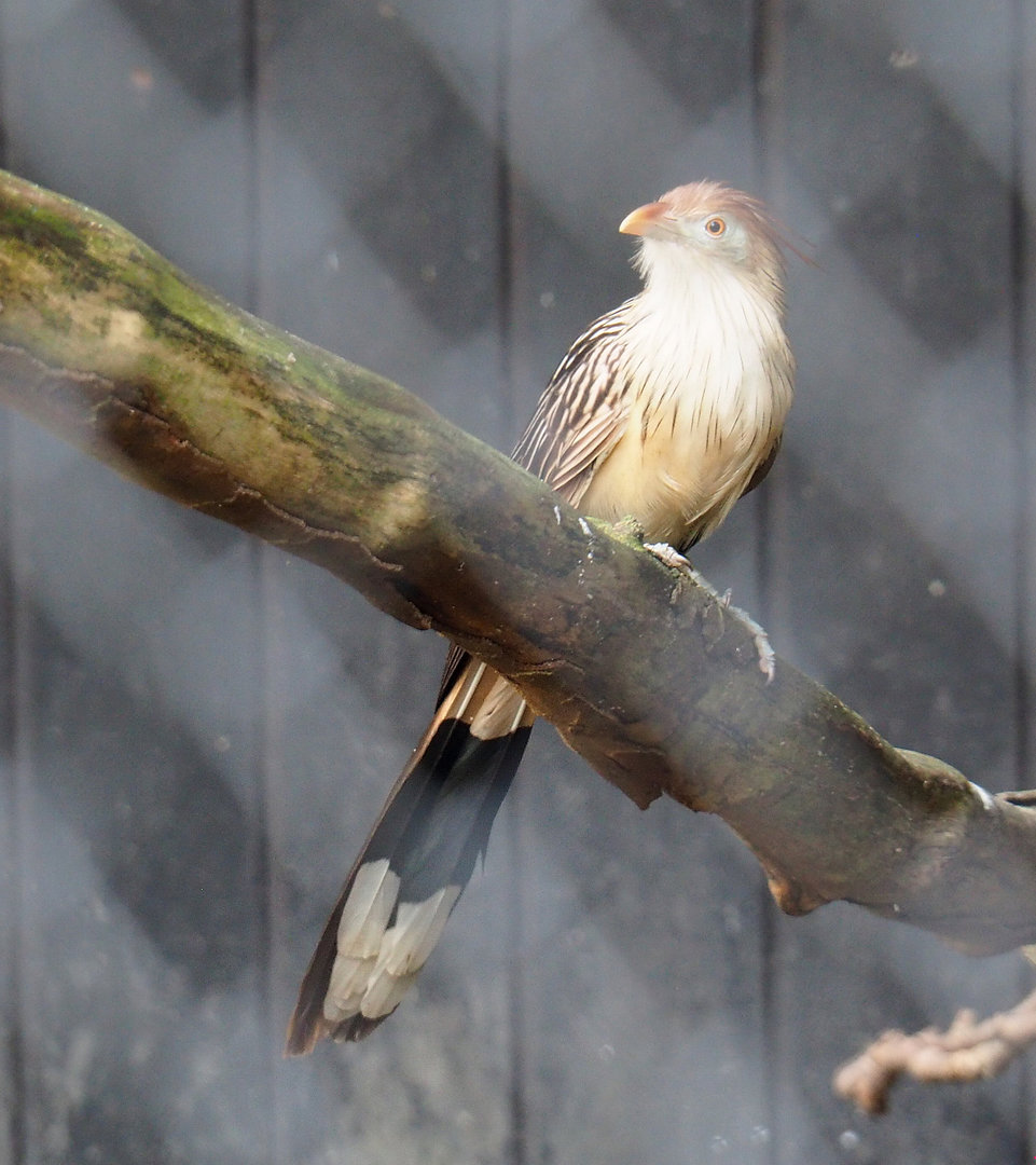 Guira cuckoo (Guira guira), 2022-01-02
