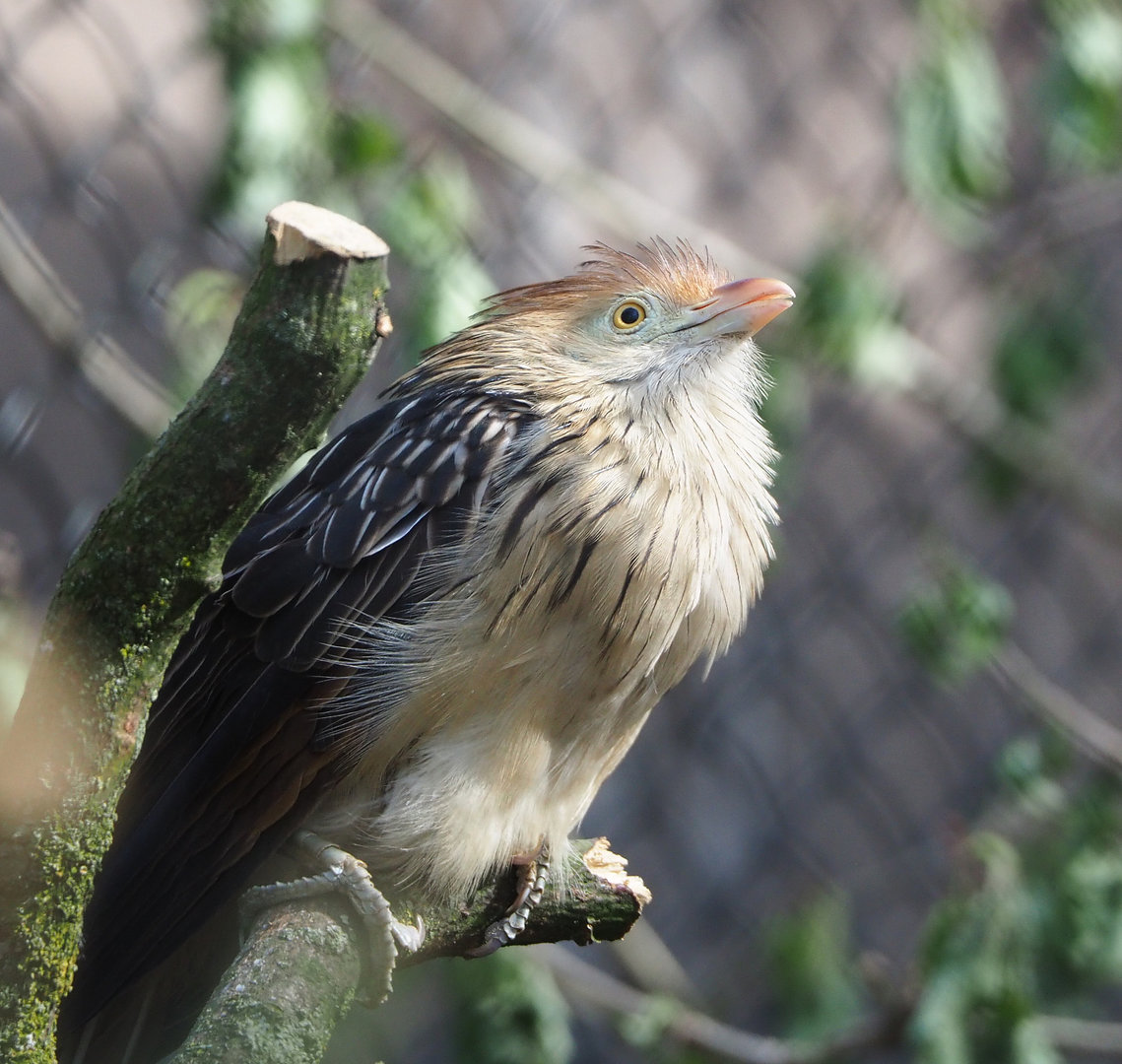 Guira cuckoo (Guira guira), 2022-04-12