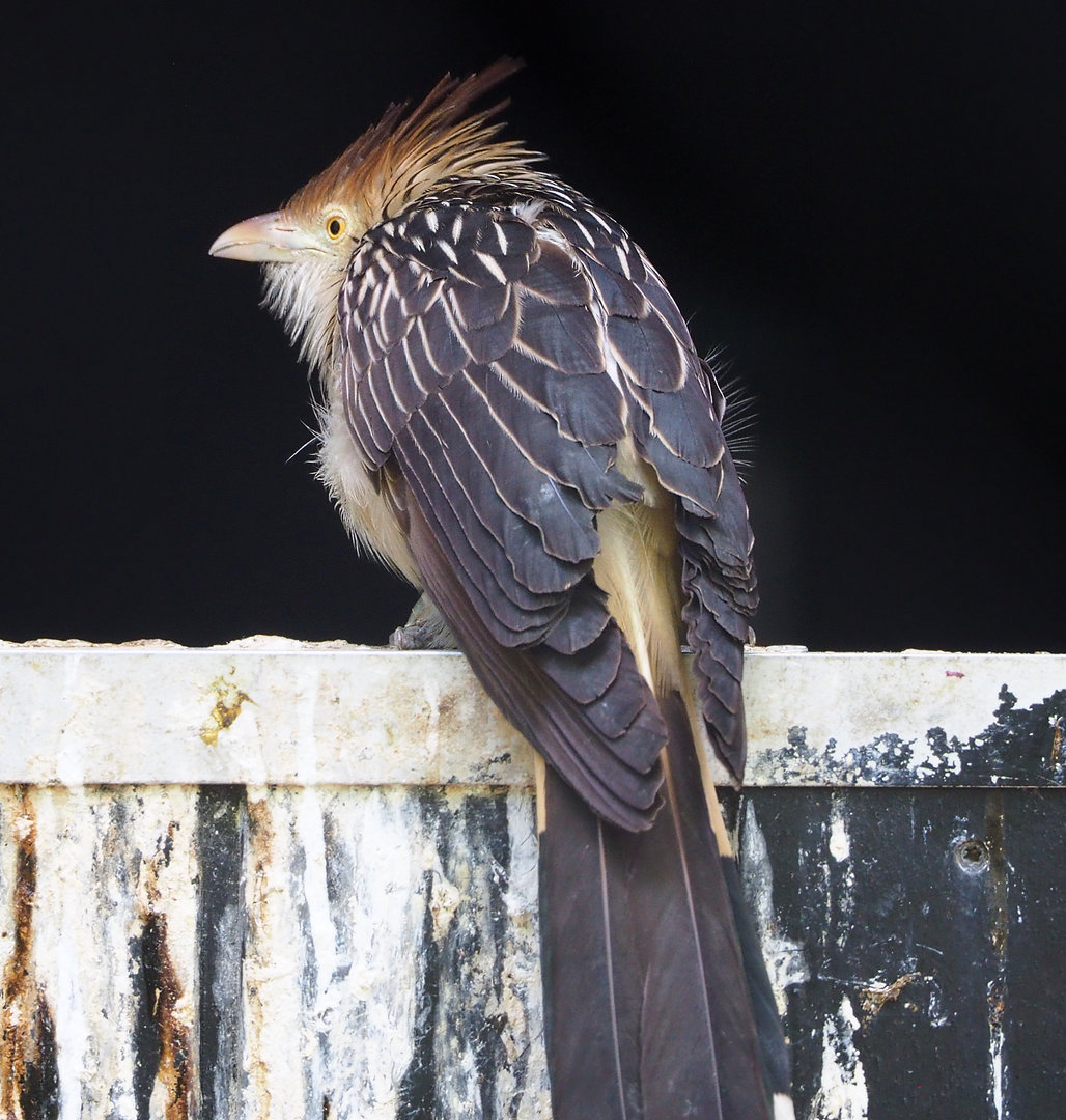 Guira cuckoo (Guira guira), 2022-05-28