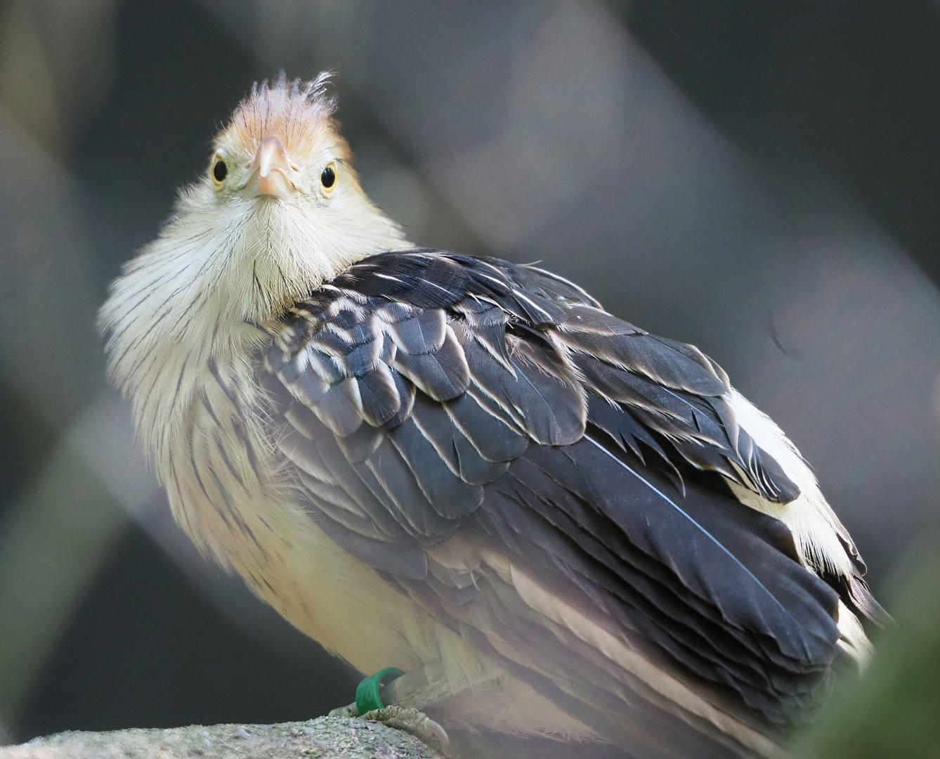 Guira cuckoo (Guira guira), 2022-06-15