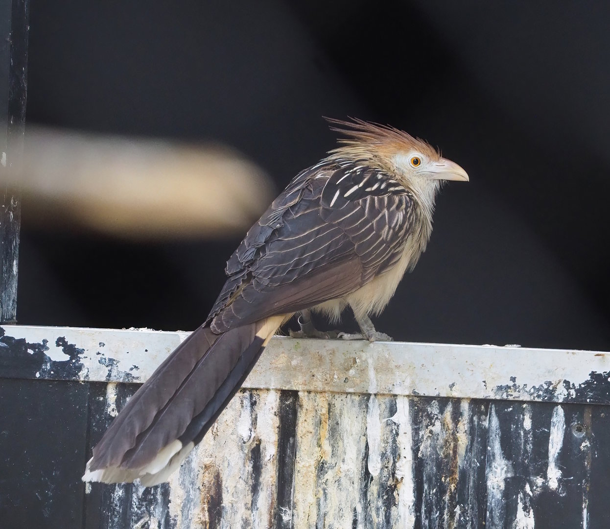 Guira cuckoo (Guira guira), 2022-07-16