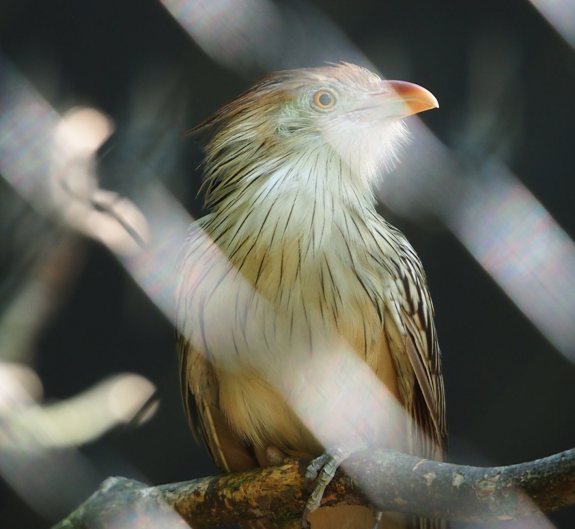 Guira cuckoo (Guira guira), 2023-06-04