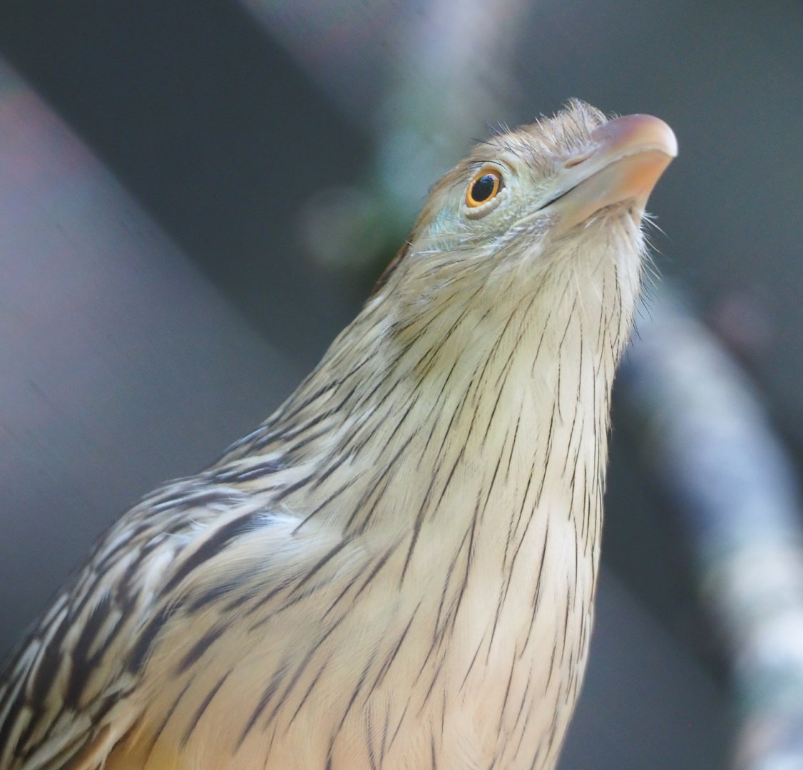 Guira cuckoo (Guira guira), 2023-06-04