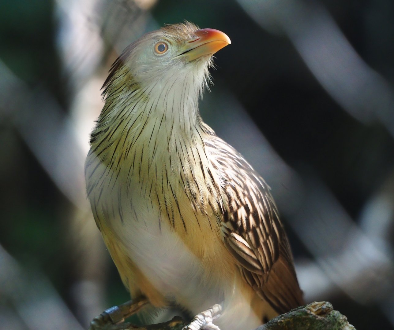 Guira cuckoo (Guira guira), 2023-07-08