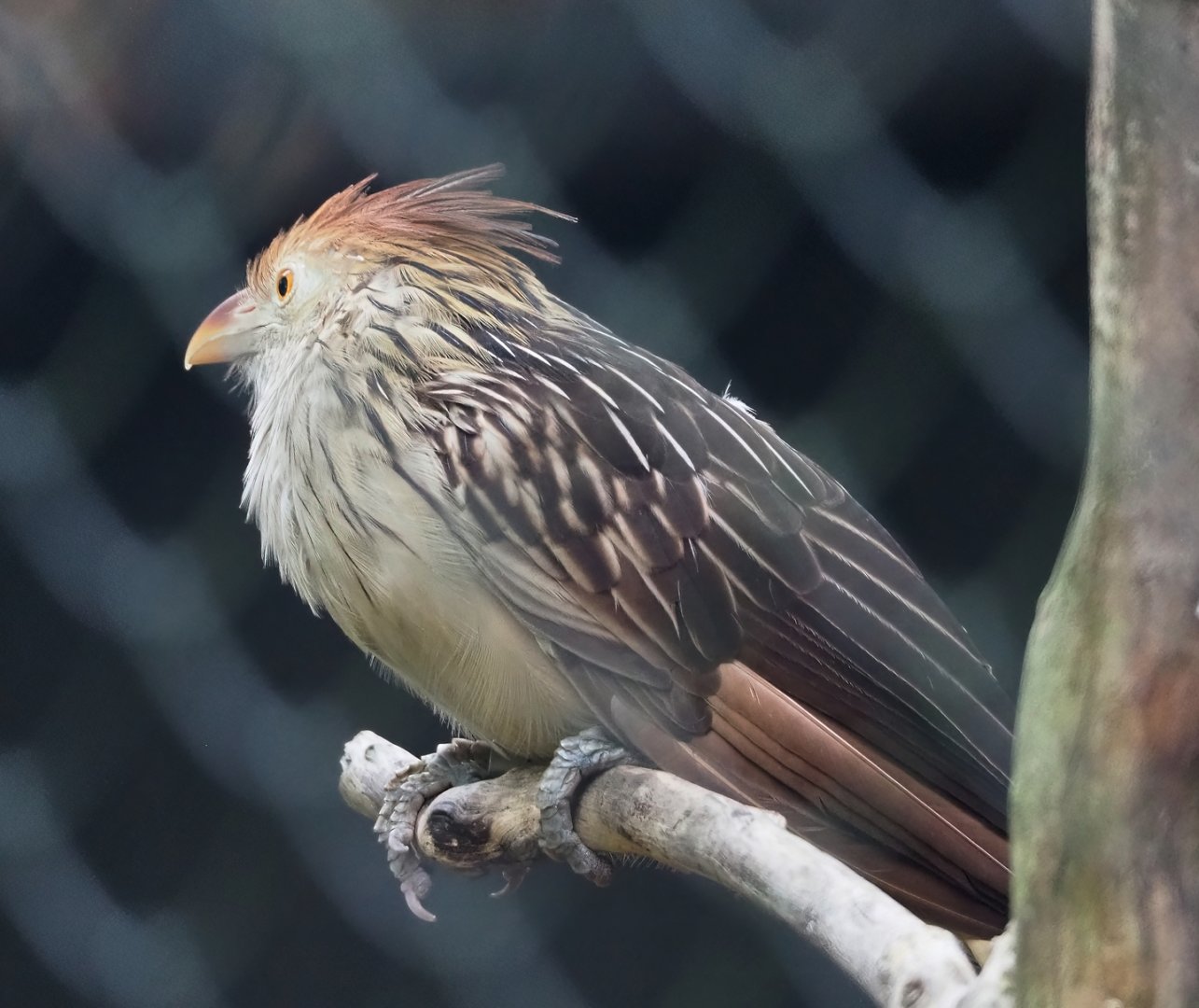 Guira cuckoo (Guira guira), 2023-09-19