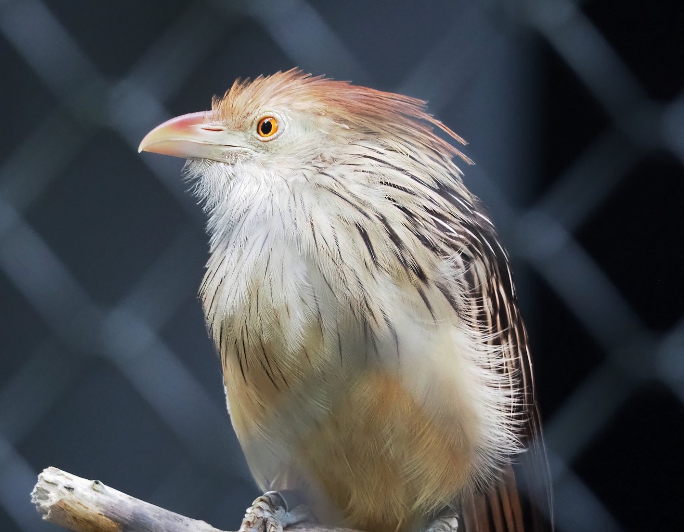 Guira cuckoo (Guira guira), 2023-09-19