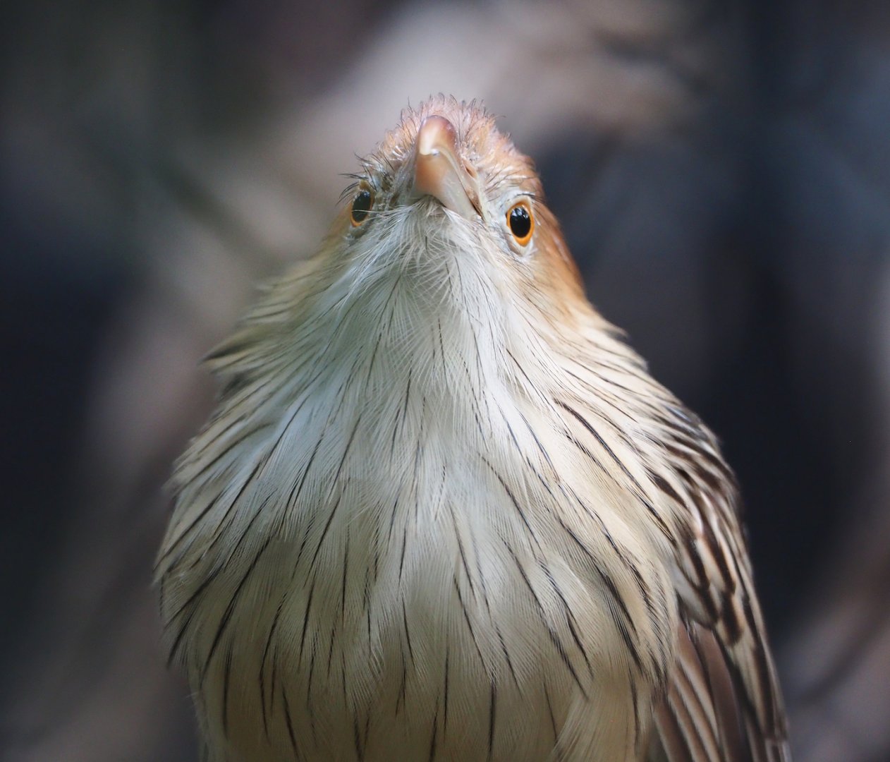 Guira cuckoo (Guira guira), 2023-10-04