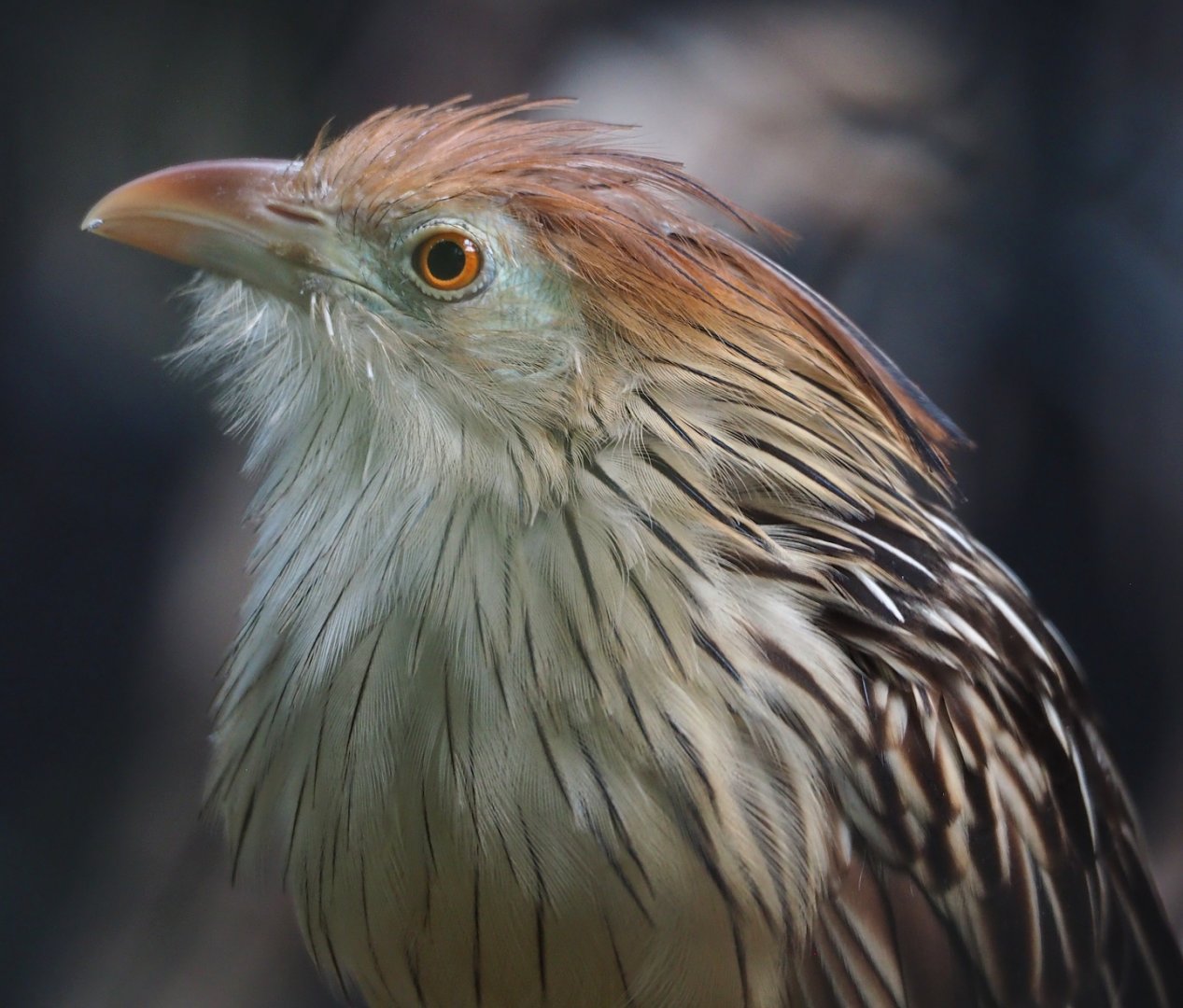 Guira cuckoo (Guira guira), 2023-10-04