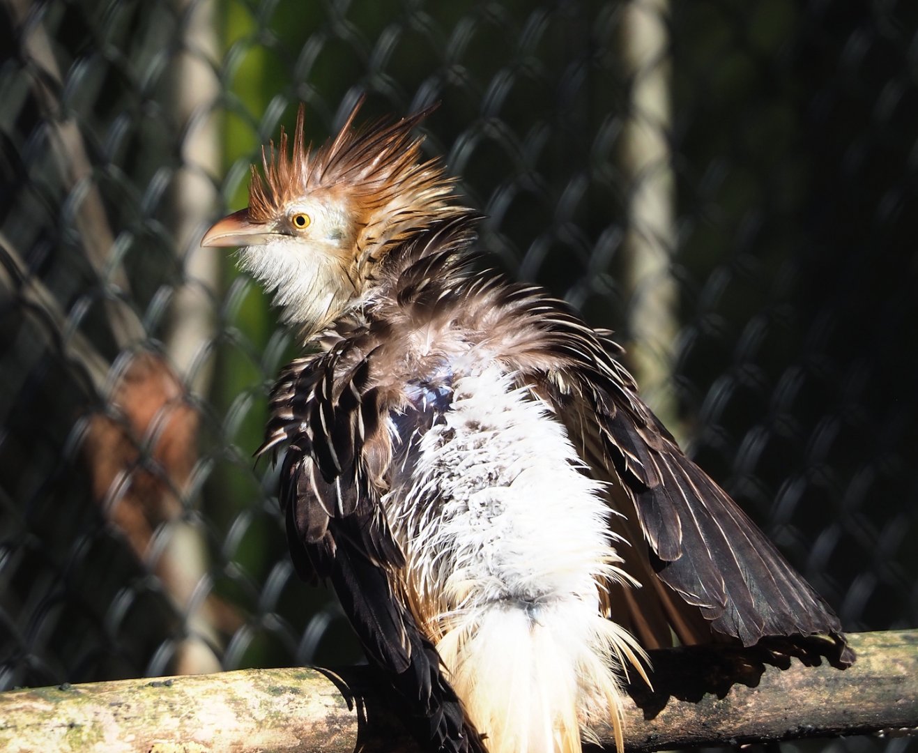 Guira cuckoo (Guira guira), 2024-03-04