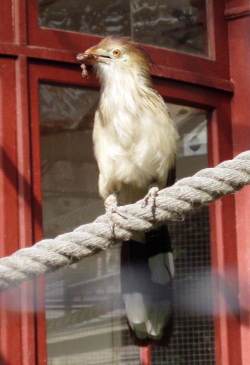 Guira cuckoo (Guira guira)