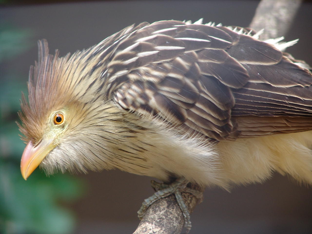 Guira Cuckoo (Guira guira)