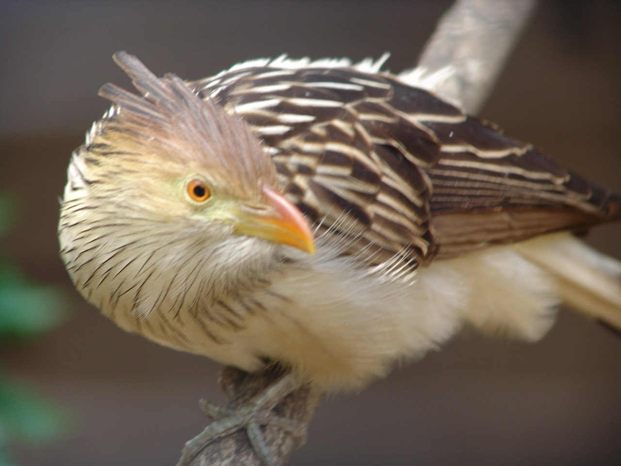 Guira Cuckoo (Guira guira)