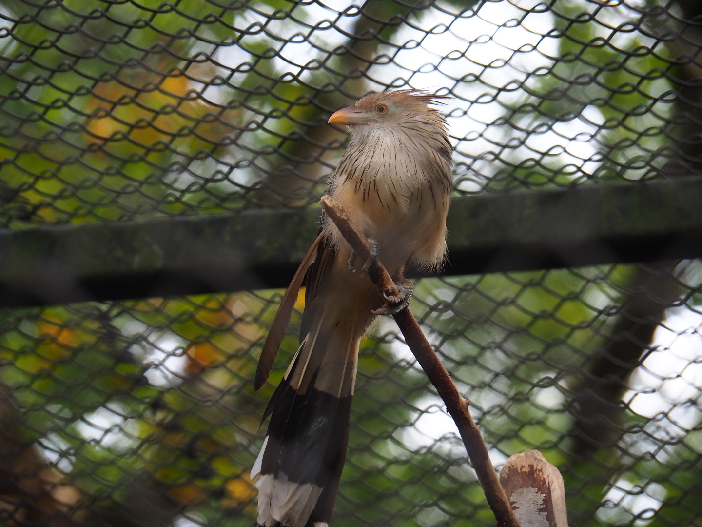 Guira cuckoo (Guira guira)