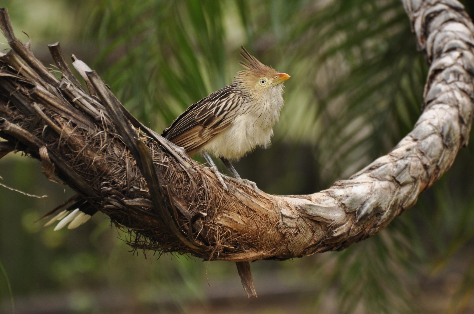 Guira Cuckoo (Guira guira)