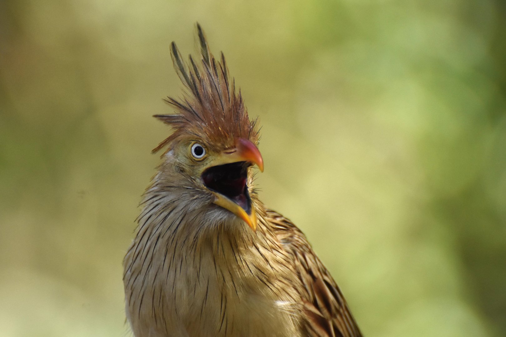 Guira Cuckoo (Guira guira)