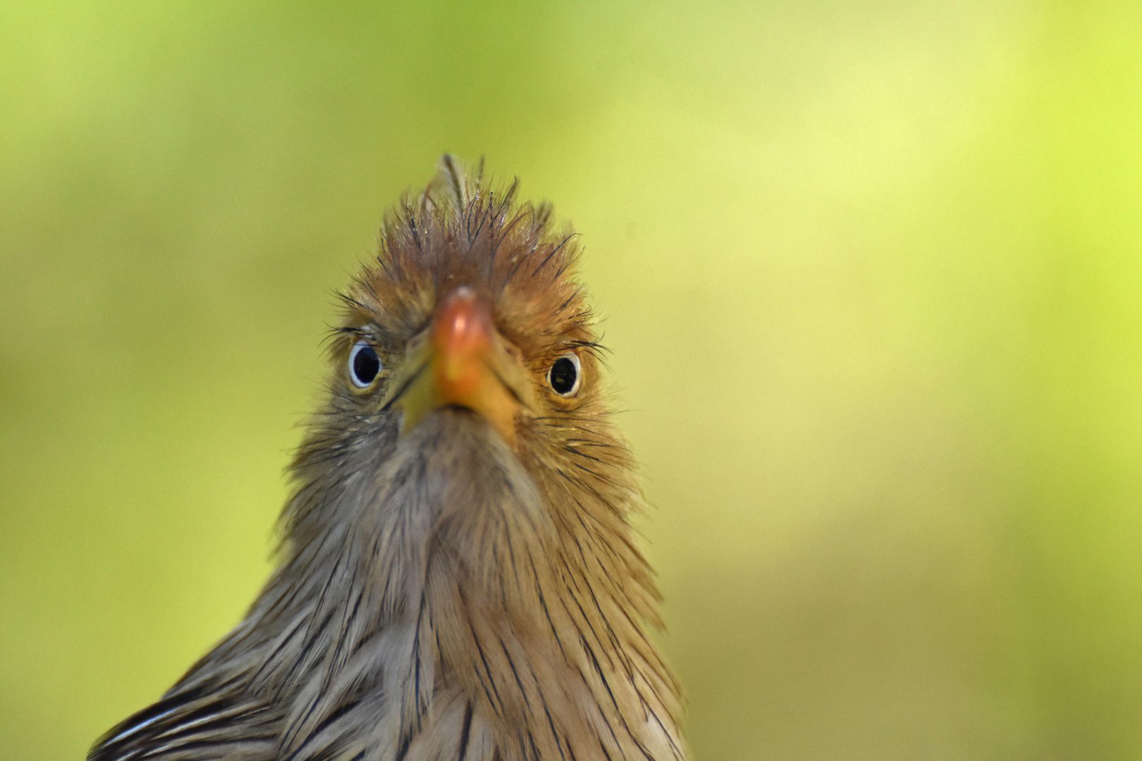 Guira Cuckoo (Guira guira)