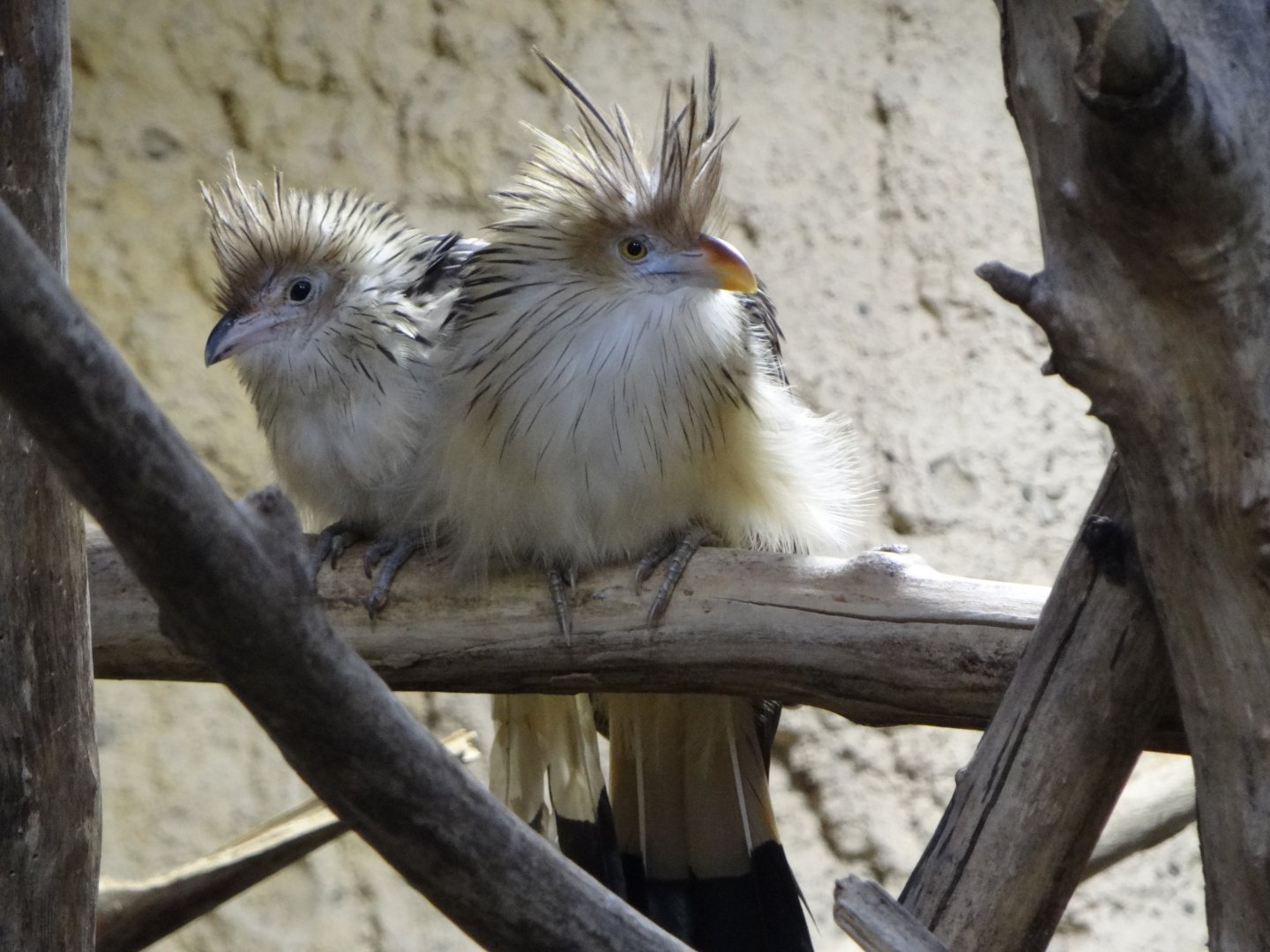 Guira cuckoo (Guira guira)