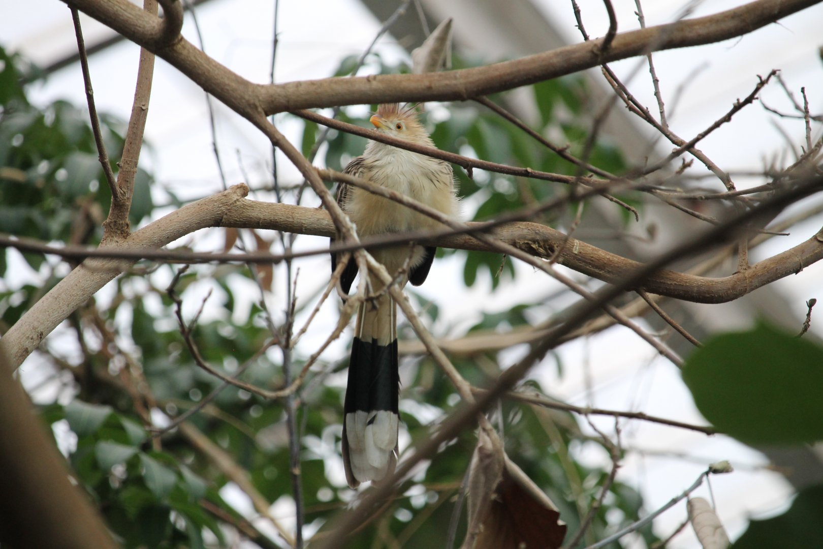 Guira Cuckoo (Guira guira)