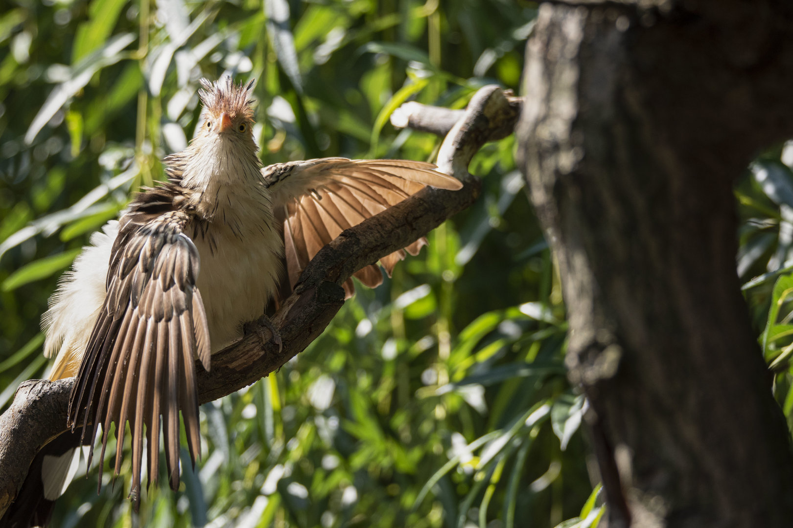 Guira cuckoo (Guira guira)