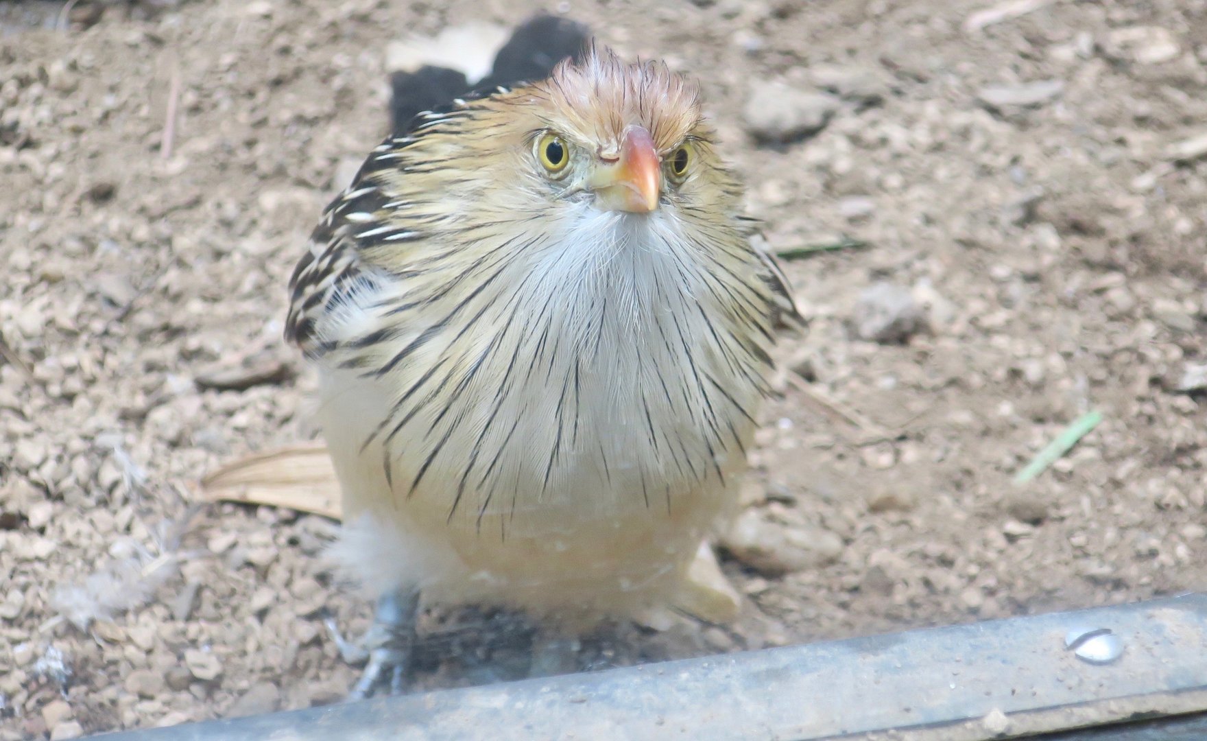 Guira Cuckoo (Guira guira)