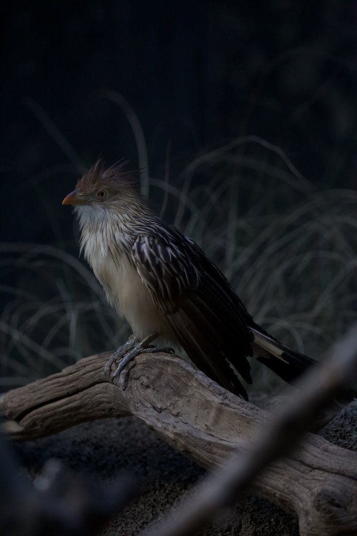 Guira cuckoo/ Guira guira