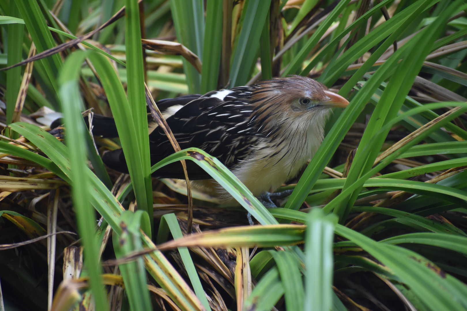 Guira Cuckoo - Guira guira