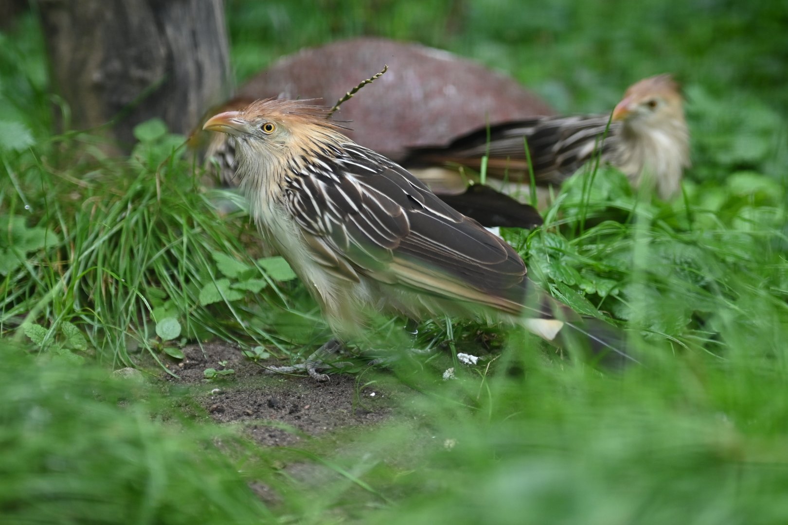 Guira Cuckoo Guira guira