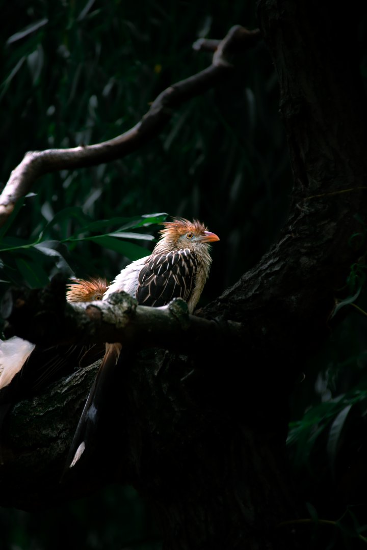 Guira cuckoo (Guira guira)