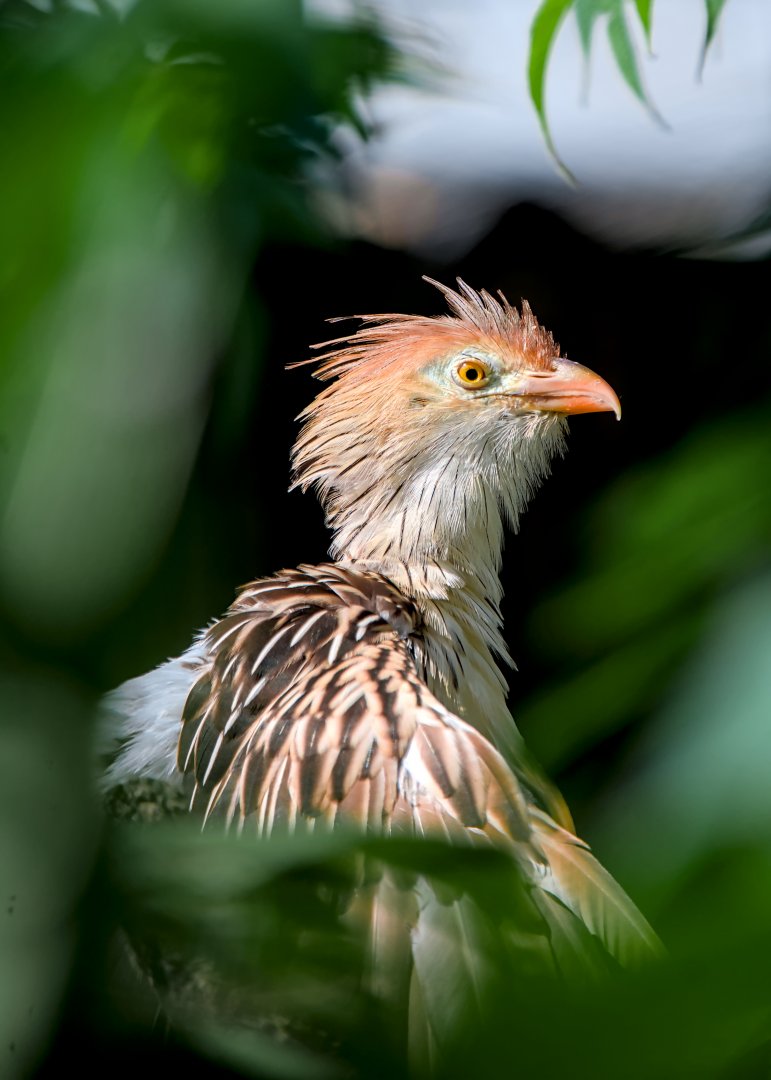 Guira cuckoo (Guira guira)
