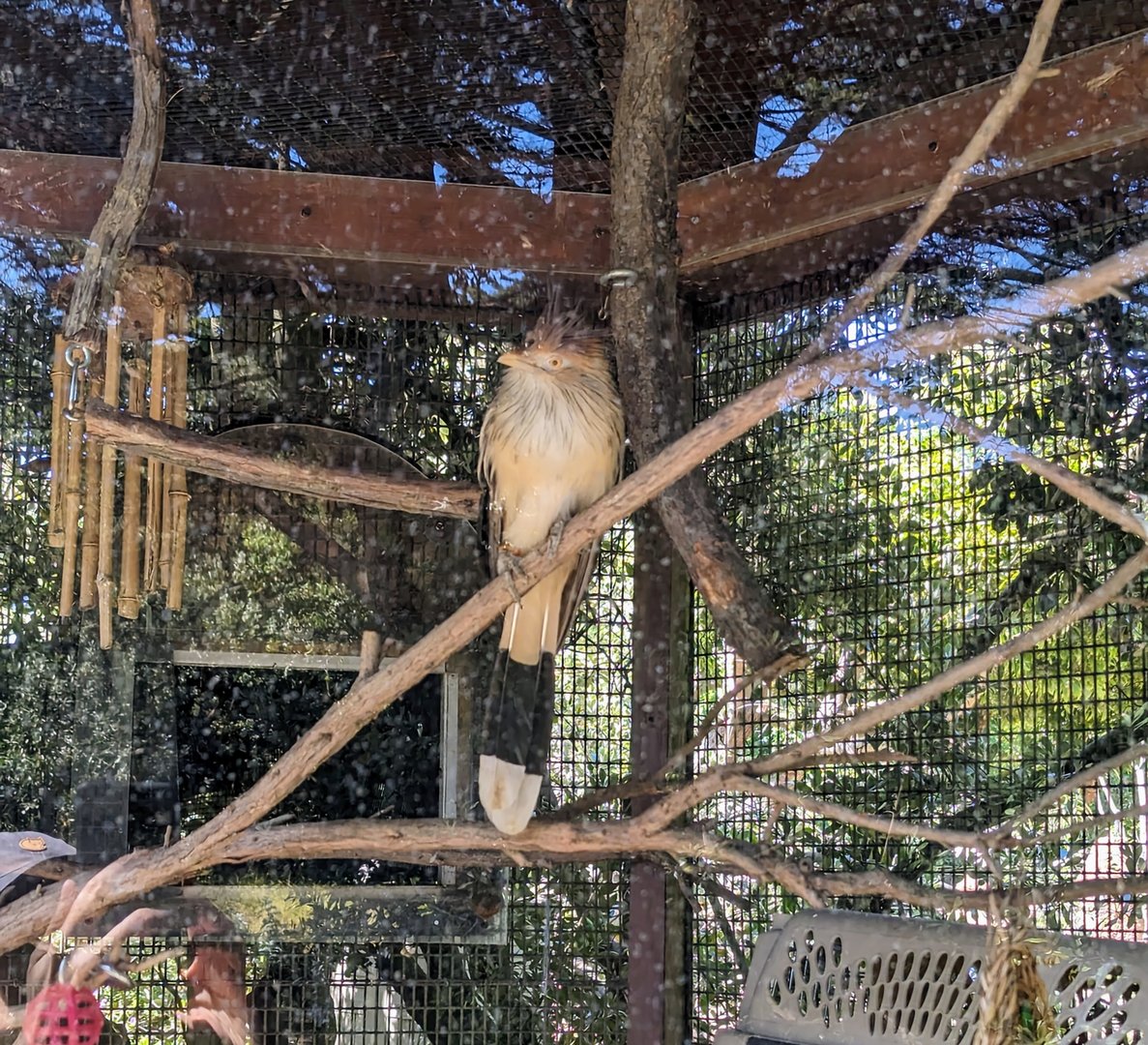 Guira Cuckoo - July 8th 2023