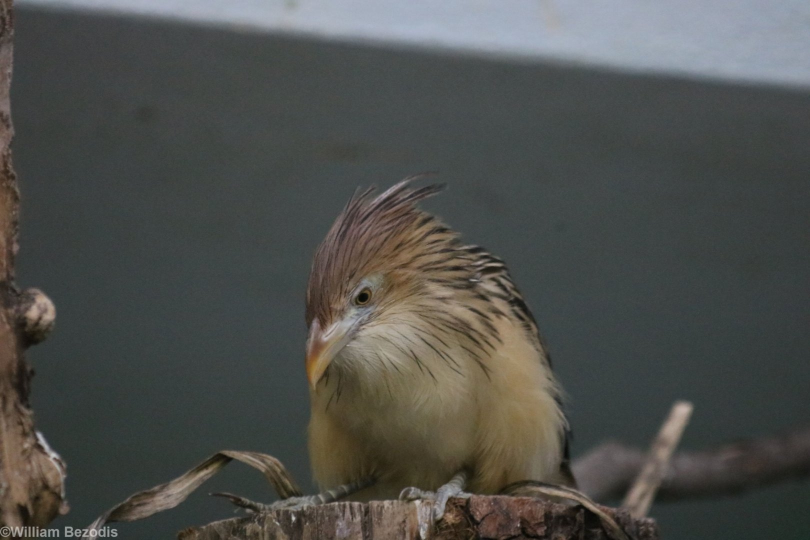 Guira Cuckoo (new for the zoo)