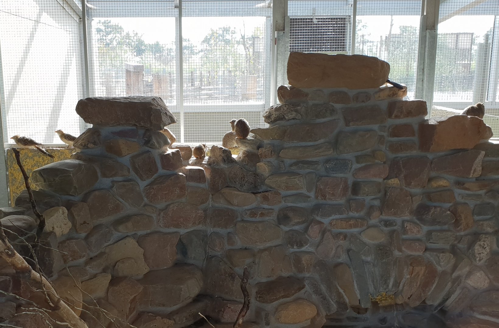 Guira cuckoo - Rock cavy enclosure