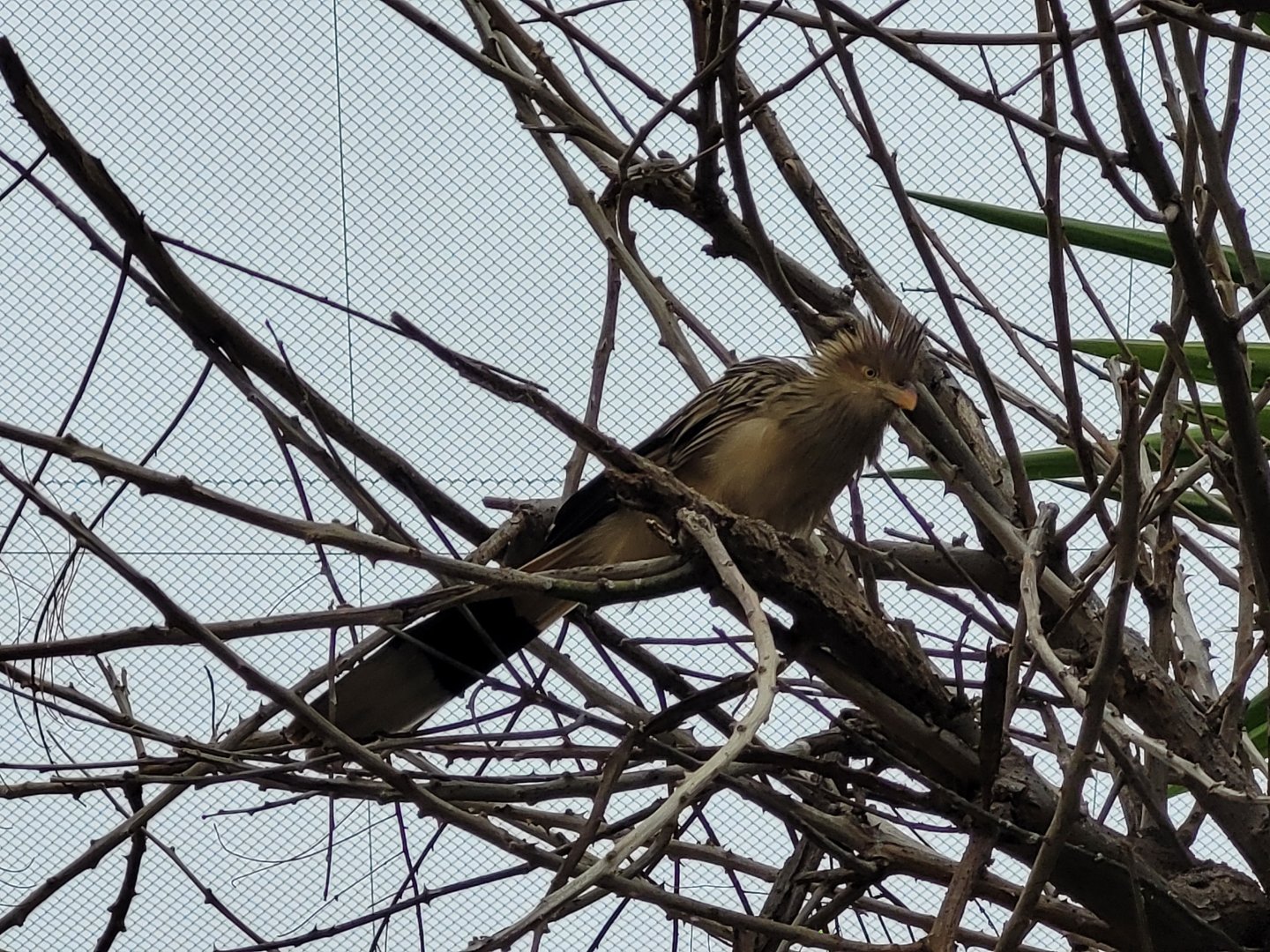 Guira cuckoo -TerraNatura Benidorm (2022)