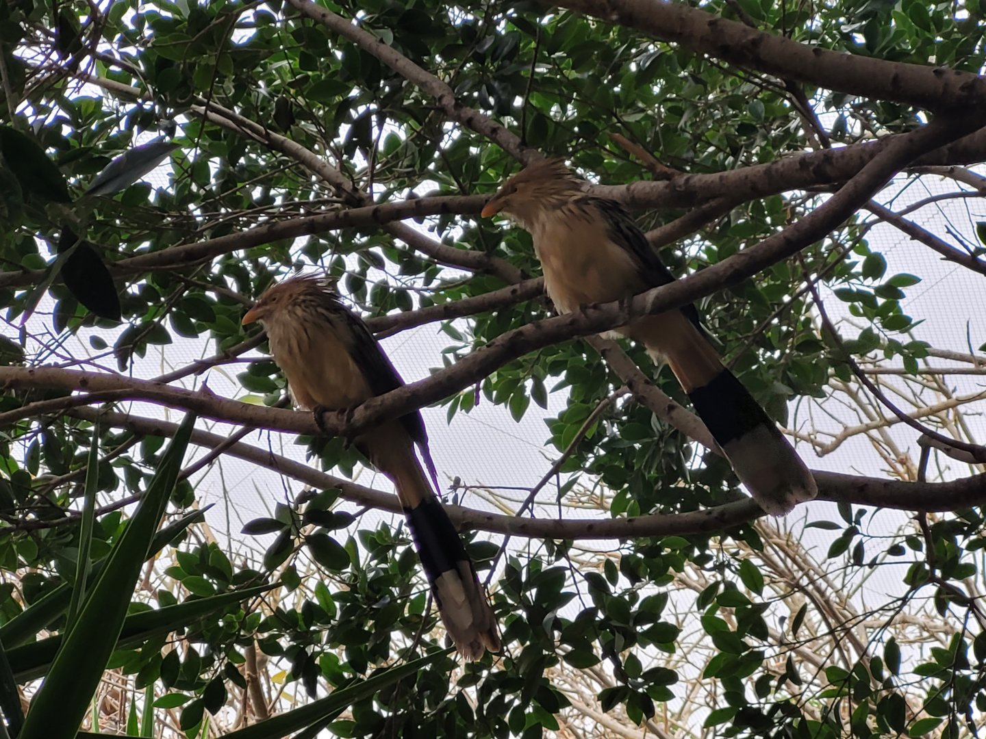 Guira cuckoo -TerraNatura Benidorm (2022)